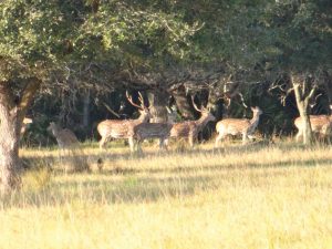 Herd of Axis Deer