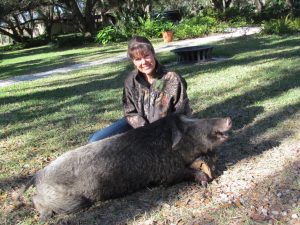 wild boar 12 Trophy Hunt Black Boar Ranch Florida